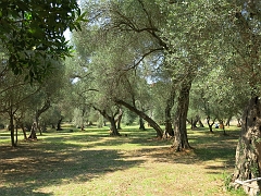 LOKRUM - Oliviers